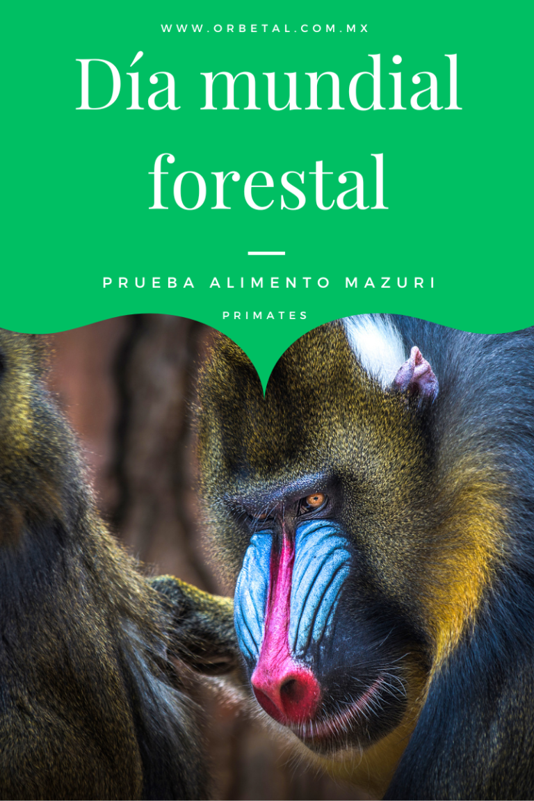 DÍA MUNDIAL FORESTAL-DIETAS MAZURI-MAZURI-PRIMATES